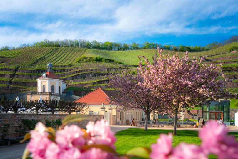 Weinwanderung Radebeul – Route Wackerbarth