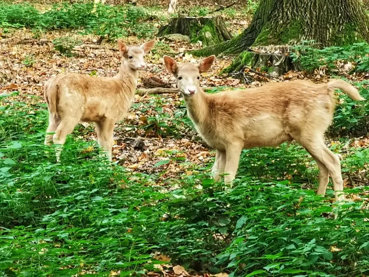 Rezervace Moritzburg Game Reserve