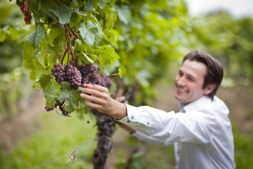 Weinkellerei Tim Strasser, Rothes Gut