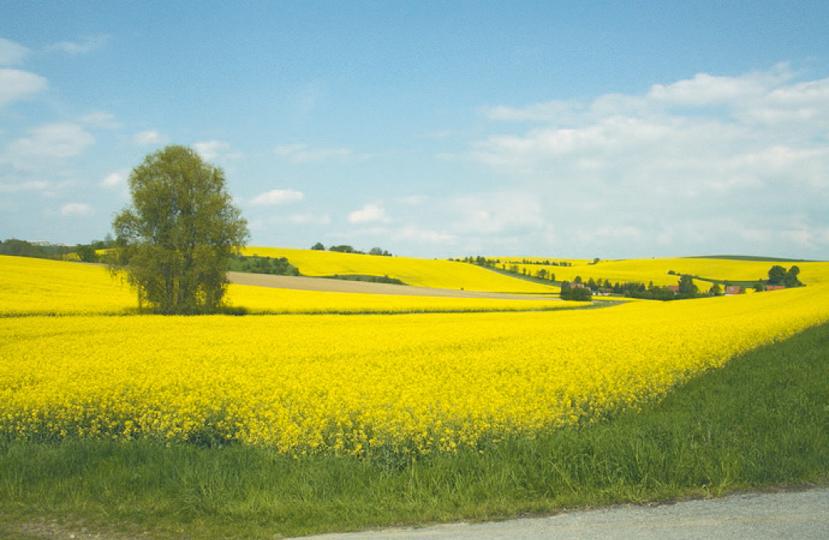 Cesta ovocných květů