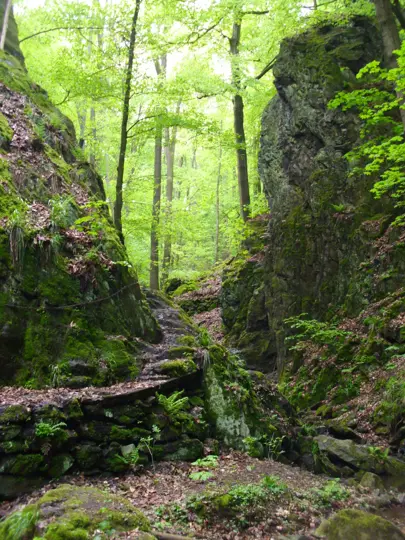 Circular route from Hainsberg via the Somsdorfer gorge to Tharandt