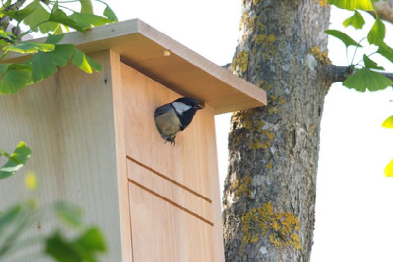 Ornithological hike around Coswig