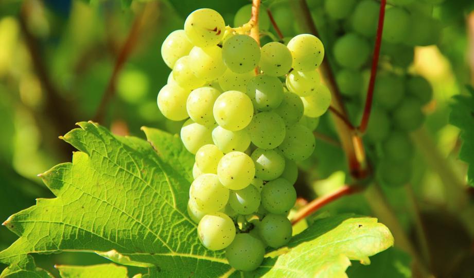 Weingut Ricco Hänsch