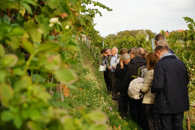 Ökologischer Weinberg am Burgberg Meißen der Sächsischen Landesstiftung Natur und Umwelt