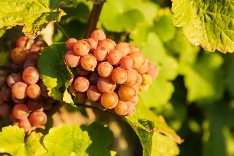 Weingut Herrenberg