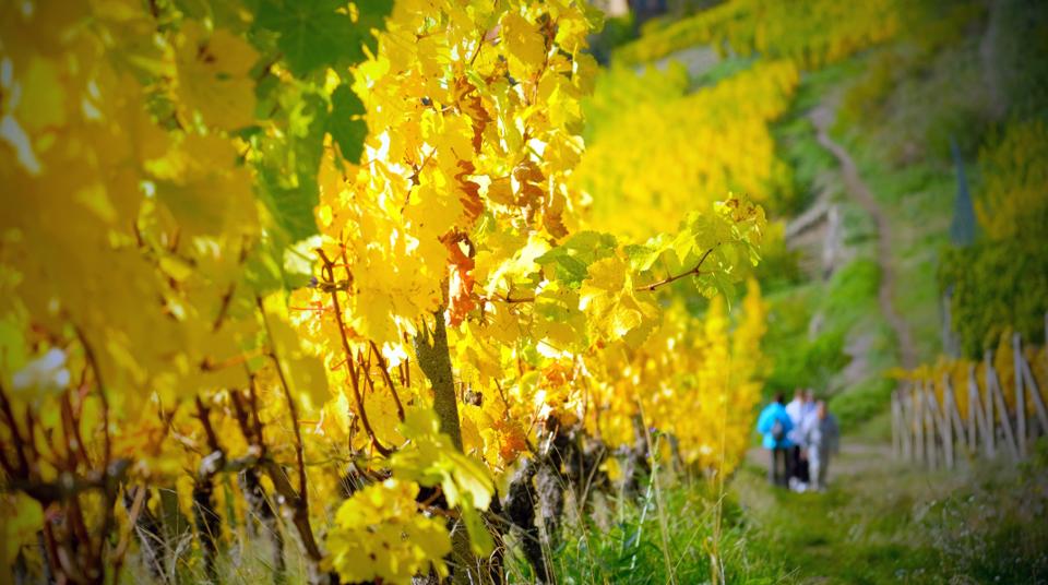 Weinwanderung Radebeul - Route Niederlößnitz