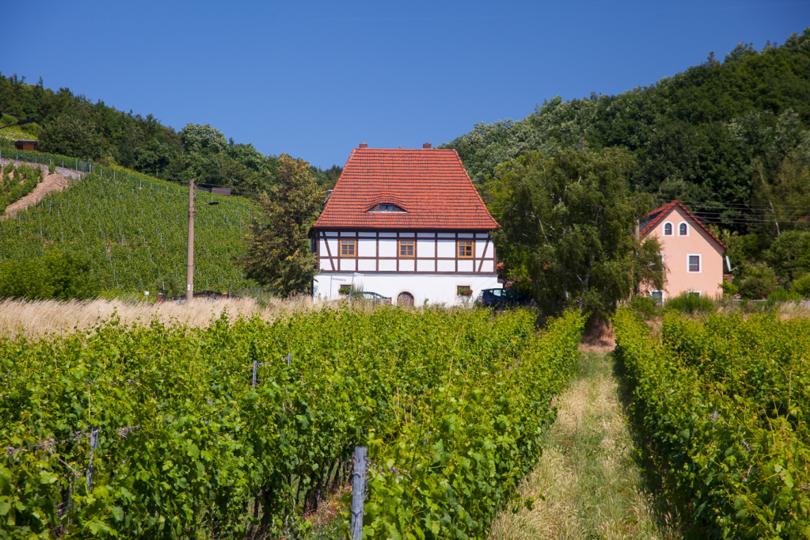 Vom Wein und von wilden Trauben