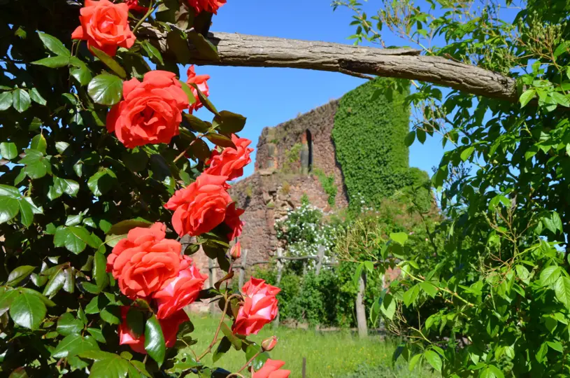 Klosterruine Zum Heiligen Kreuz