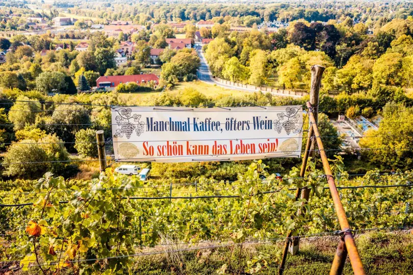 Through the Pillnitz vineyards