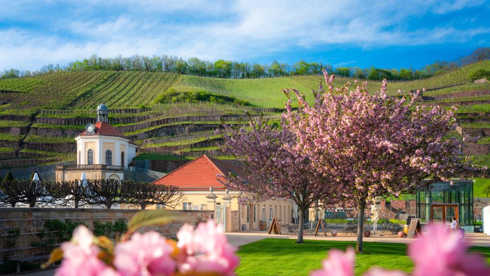 Weinwanderung Radebeul – Route Wackerbarth