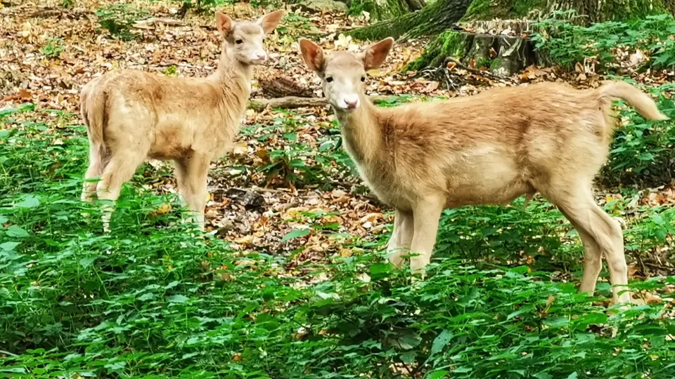 Rezervace Moritzburg Game Reserve