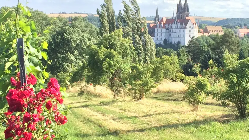 Meißen Walking - Weinstrecke
