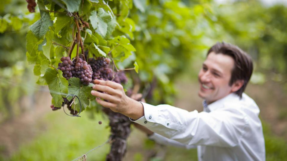 Weinkellerei Tim Strasser, Rothes Gut