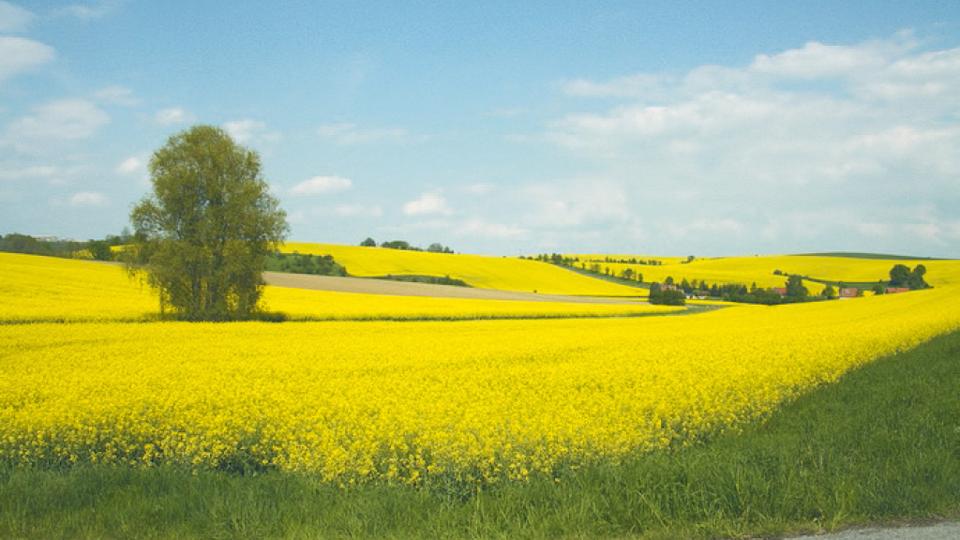 Cesta ovocných květů