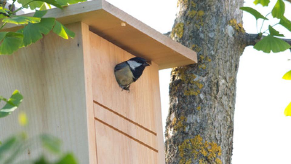 Ornithologische Vogelstimmentour