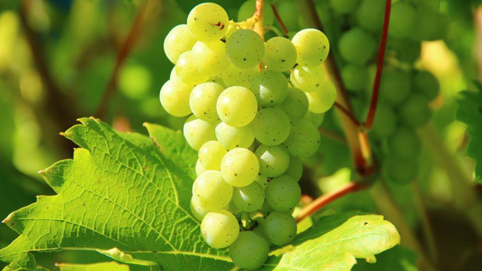 Weingut Ricco Hänsch