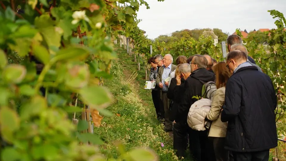 Ökologischer Weinberg am Burgberg Meißen der Sächsischen Landesstiftung Natur und Umwelt