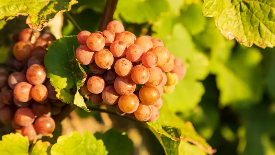 Weingut Herrenberg
