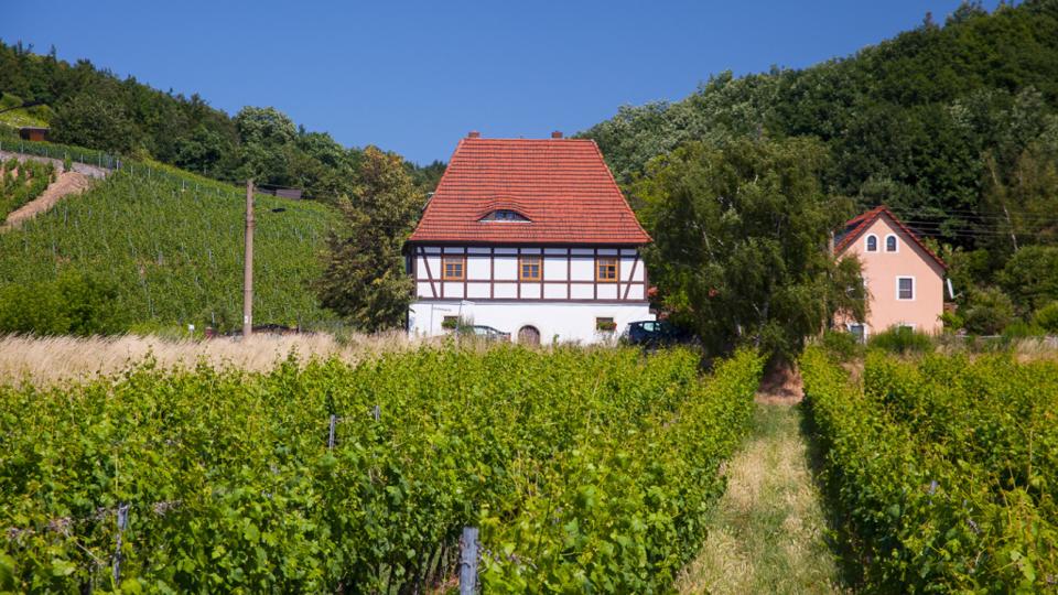 Vom Wein und von wilden Trauben