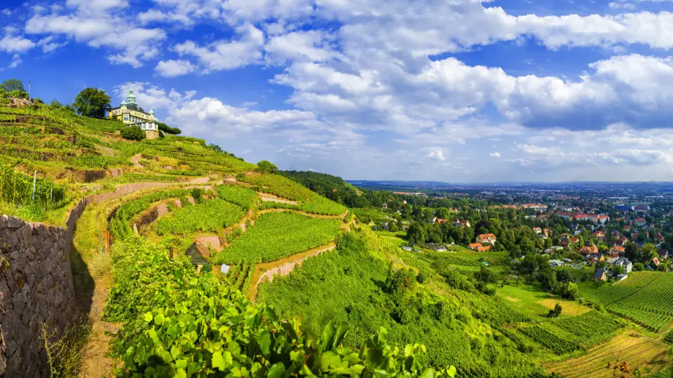 Sächsischer Weinwanderweg - An jedem Etappenziel ein guter Tropfen
