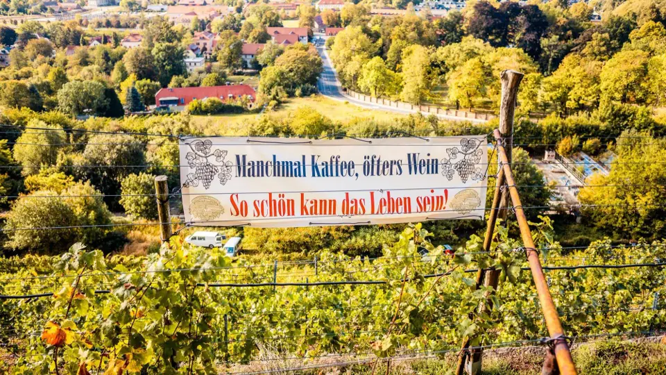 Through the Pillnitz vineyards